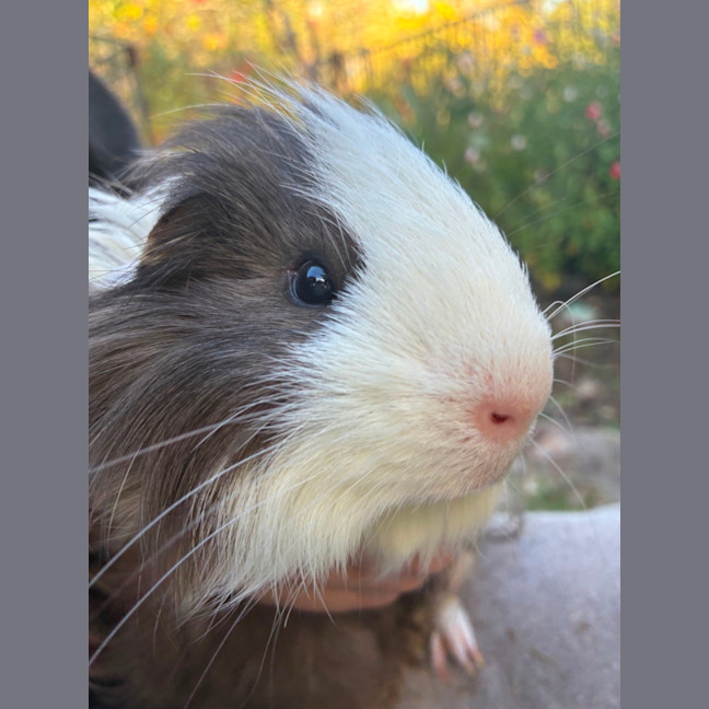 Photo of Grayson