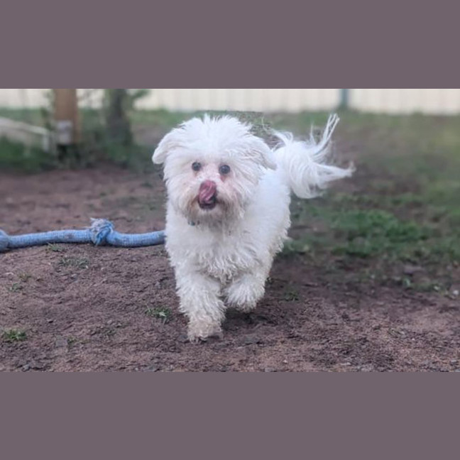 Photo of Gizmo