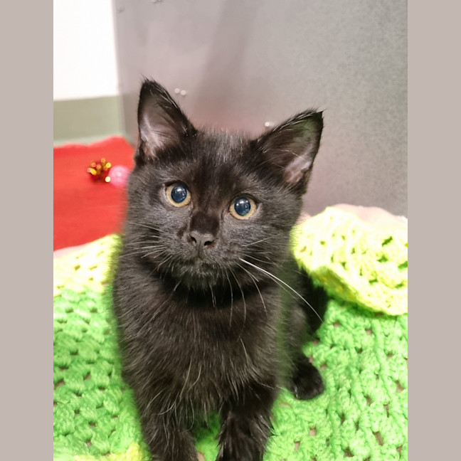Photo of Luna