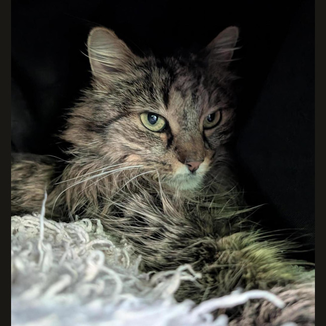 Photo of Taffy