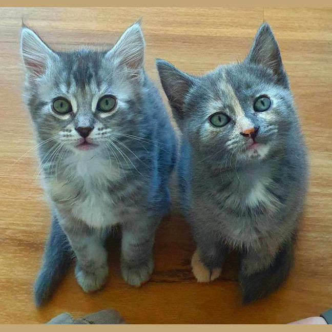 Photo of Buttons   Lcated In Somerville