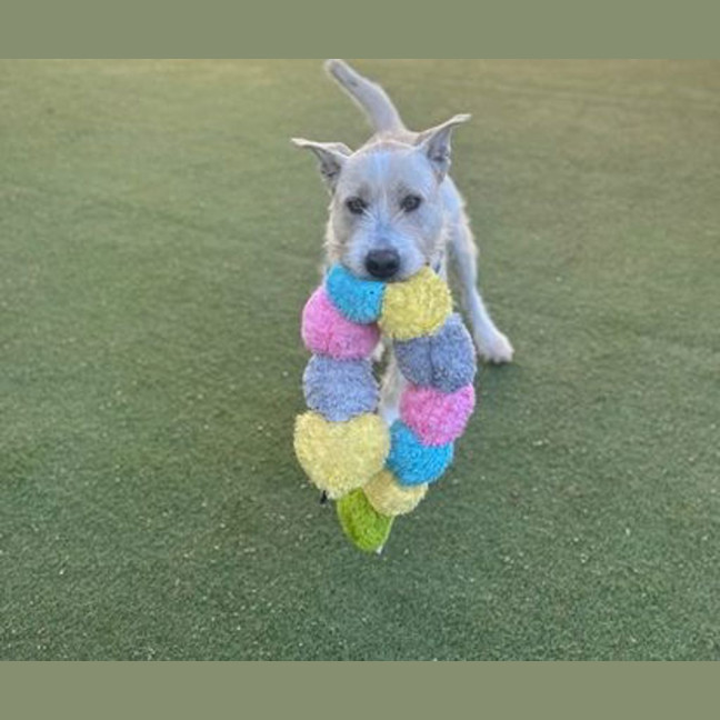 Photo of Odie