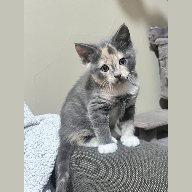 Photo of Smoochie