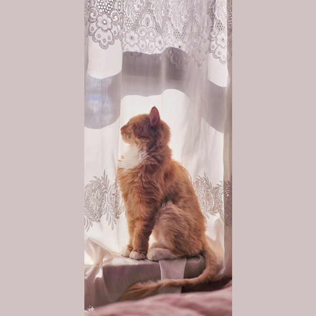 Photo of Tigerlily 🏵️