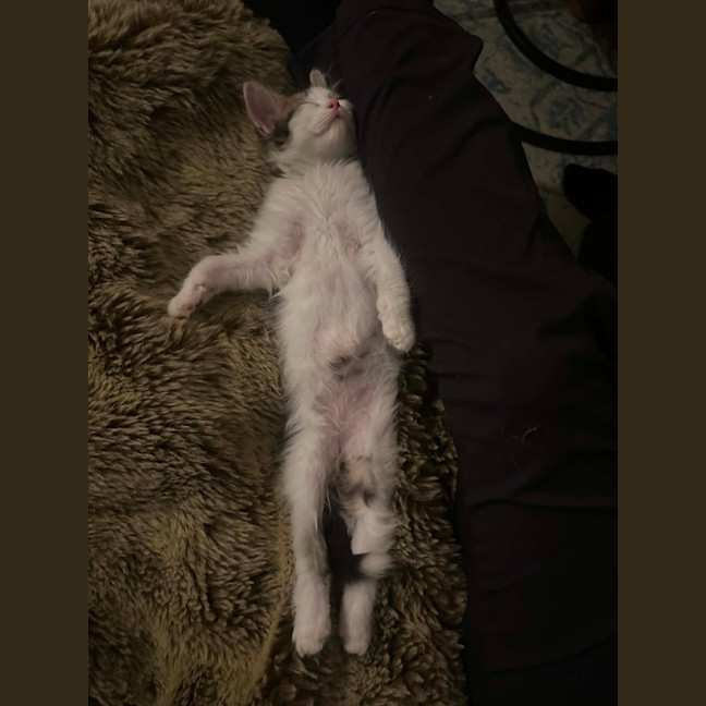 Photo of Hendrix