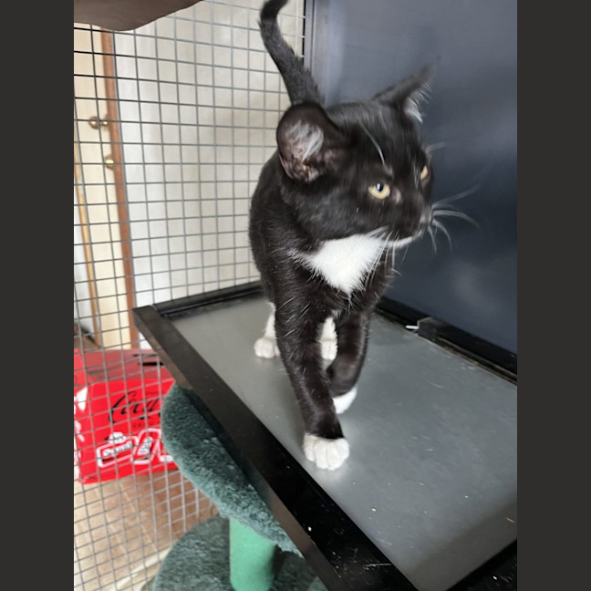 Photo of Jack   Now At Pet Quarters Thornton