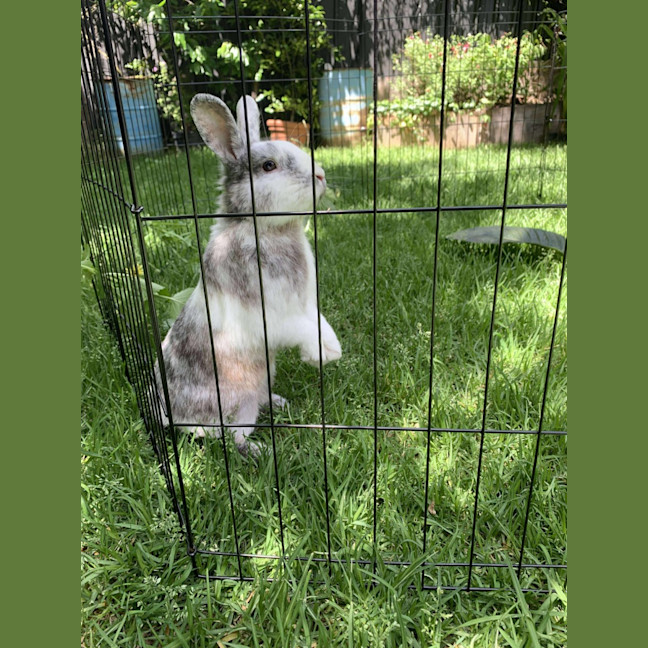 Photo of Iggy