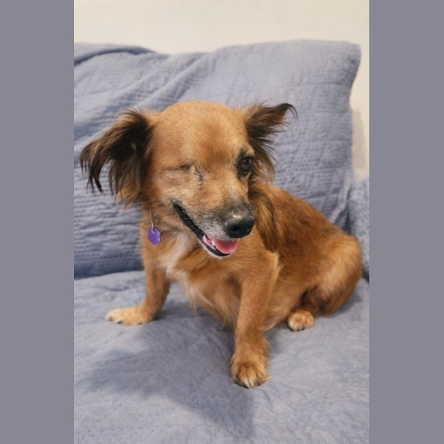 Photo of Ruby   6 Year Old Australian Terrier X