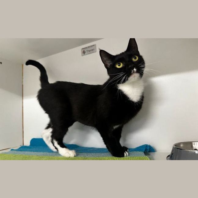 Photo of Sumi The Houdini