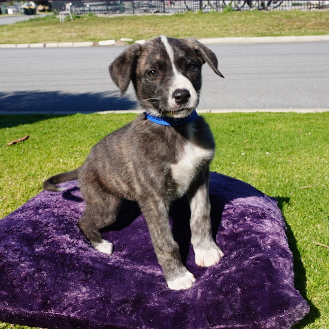 Photo of Lumi