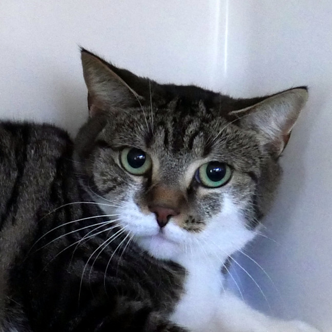 Photo of Pepper Sua013884