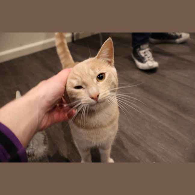 Photo of Cosmo