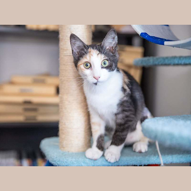 Photo of Tilly