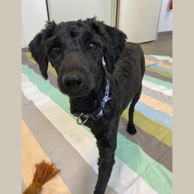 Photo of Truffle