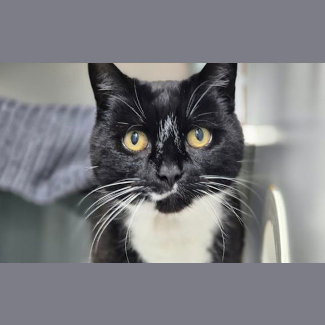 Photo of Smudge