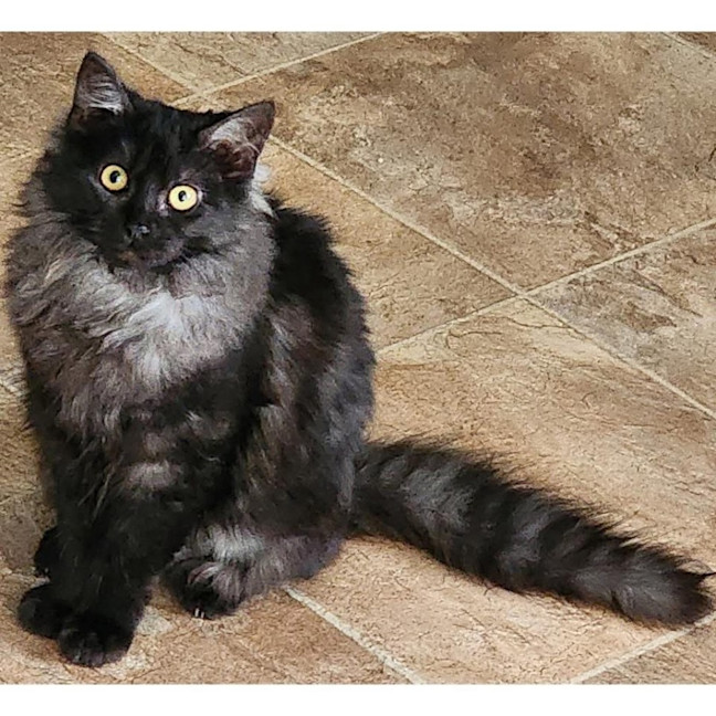 Photo of 12610   Cinder