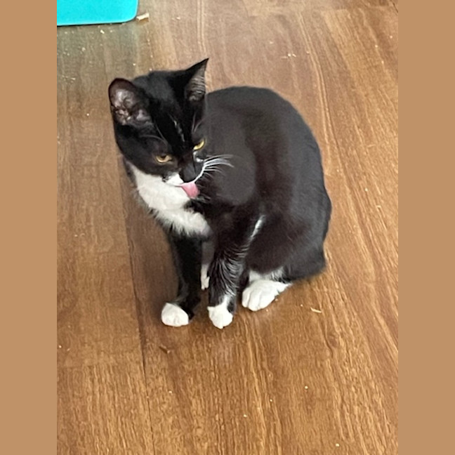 Photo of Geraldine   4 Month Old Domestic Short Hair