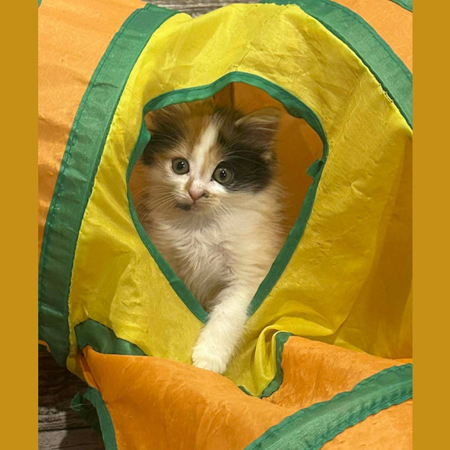 Photo of Sushi