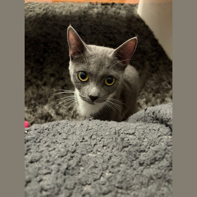 Photo of Havarti