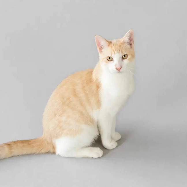 Photo of Alfie