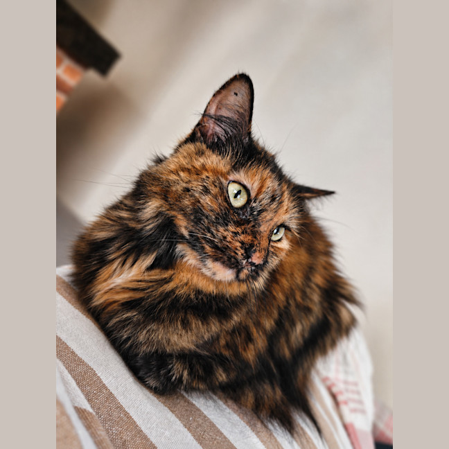 Photo of Kleo