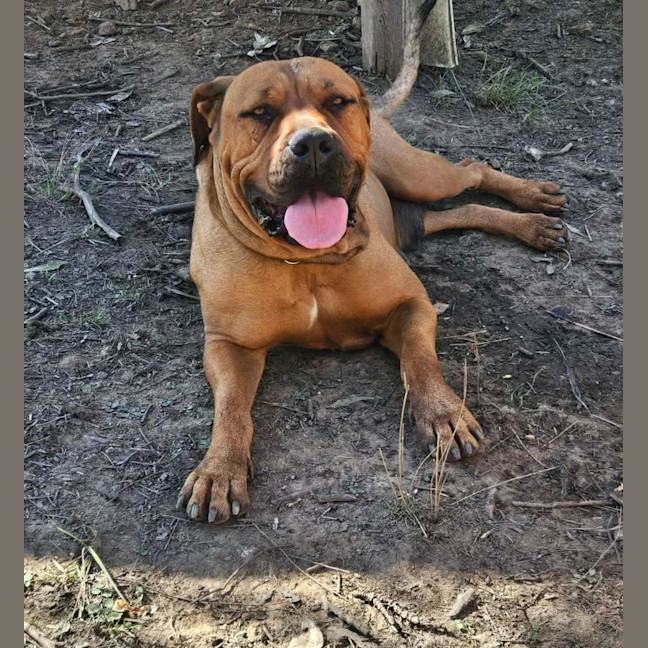 Photo of Daisy