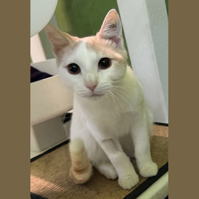 Photo of Mario (Bonded With Luigi)
