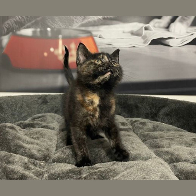 Photo of Tootsie