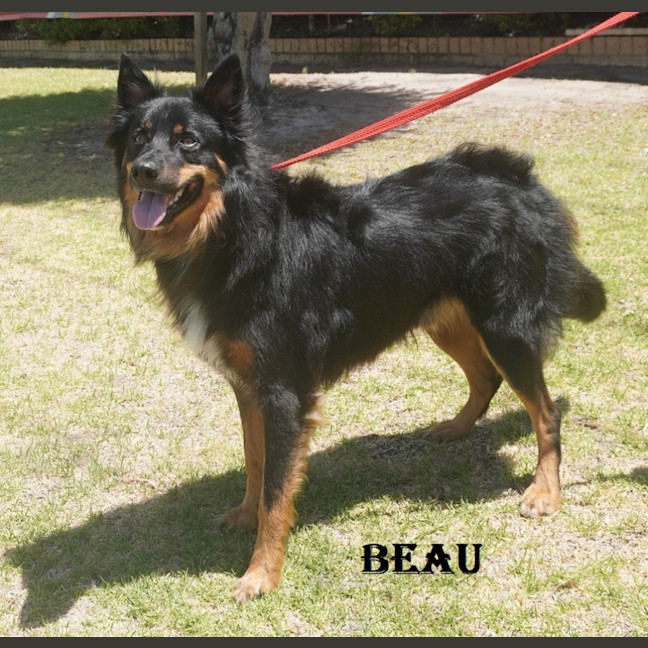 Photo of Beau