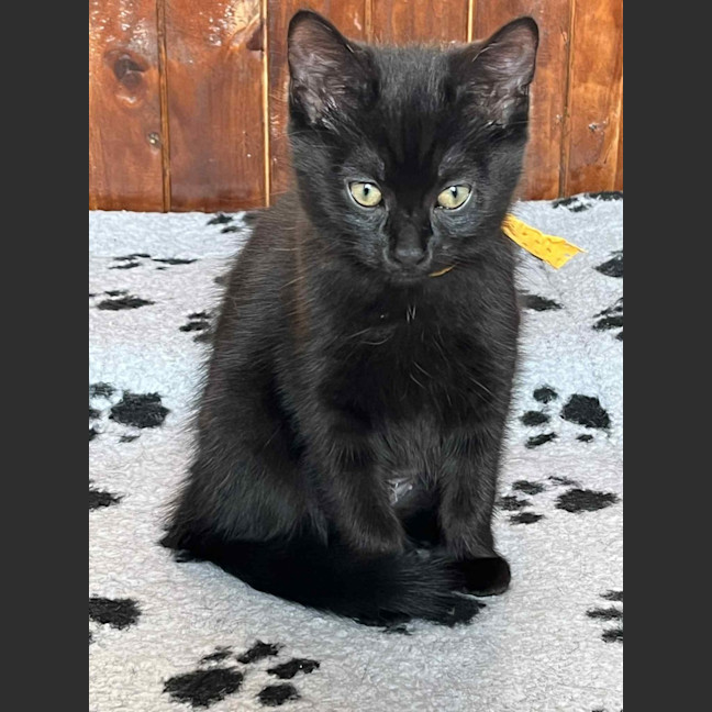 Photo of Charcoal **2nd Chance Cat Rescue**