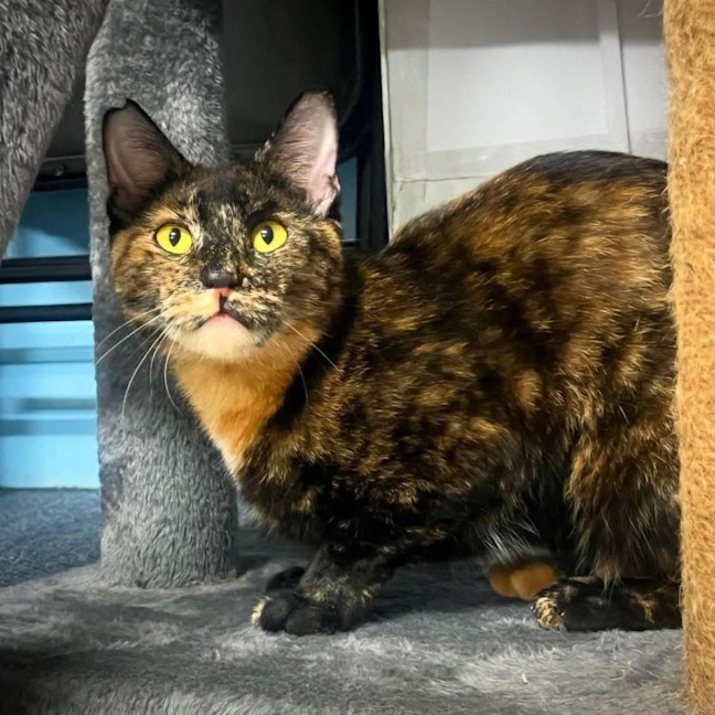 Photo of 12185   Zinnia