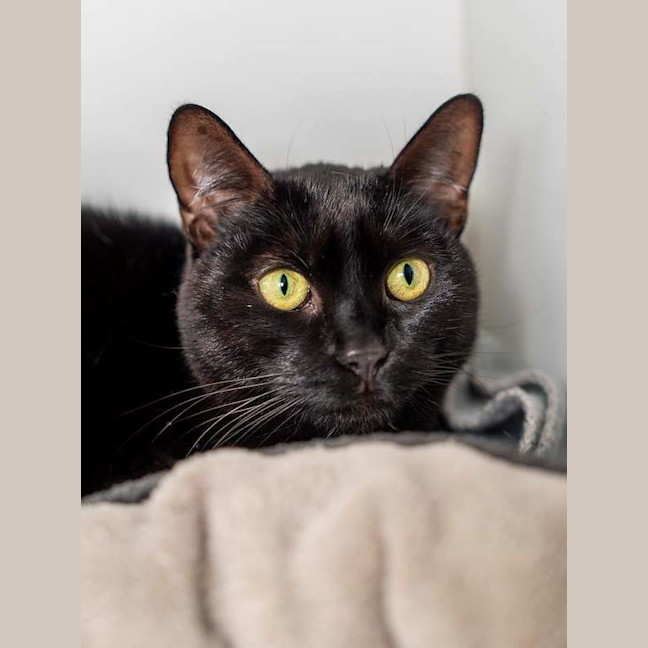 Photo of Dixy