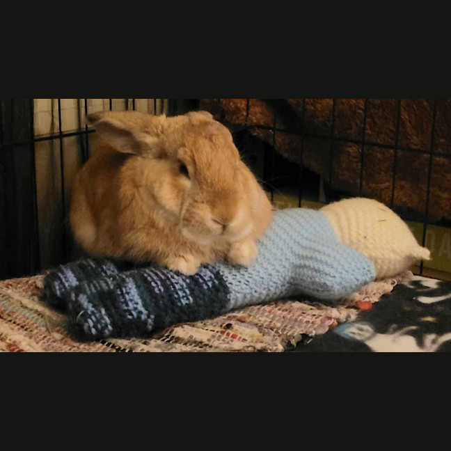 Photo of Ginger Ninja