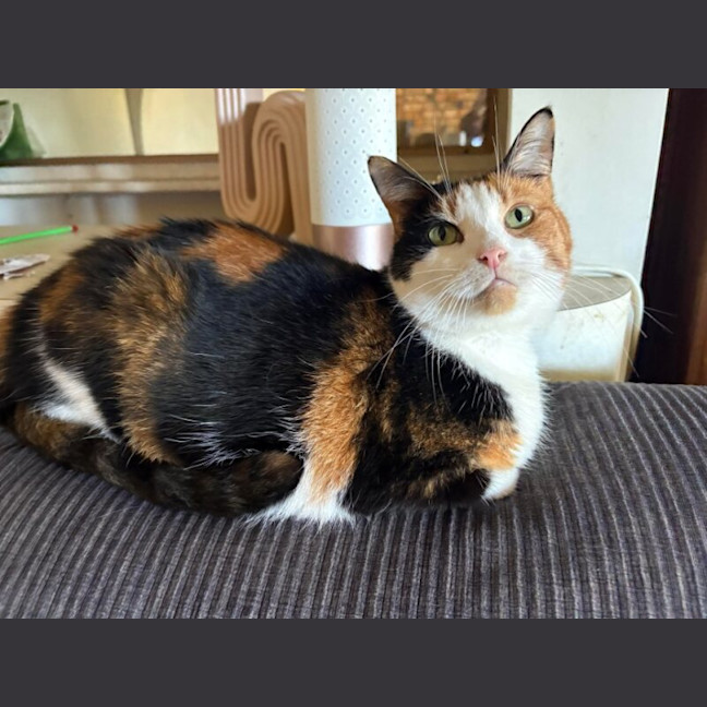 Photo of Maple