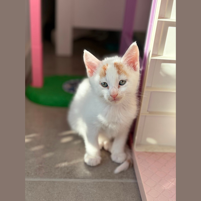 Photo of Smudge