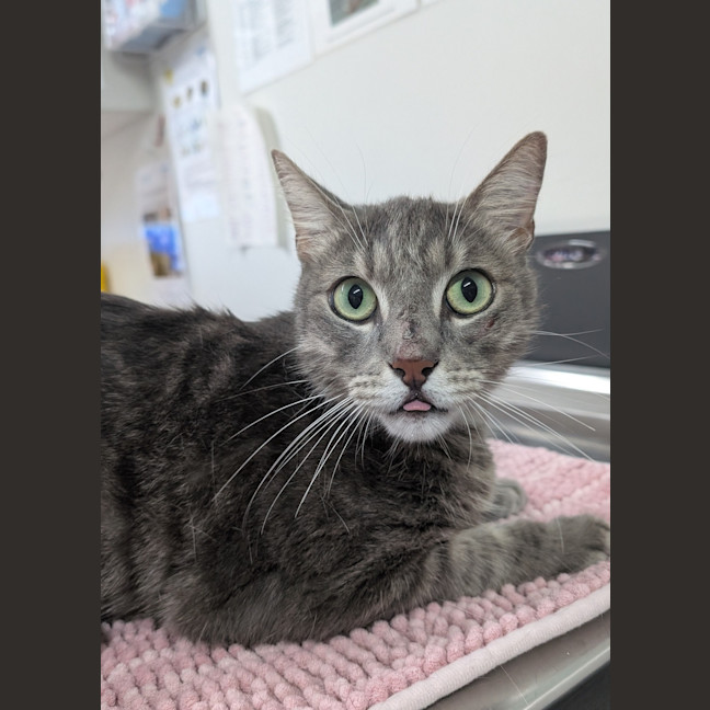 Photo of Cream Cheese