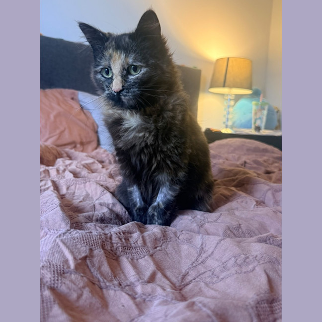 Photo of Torracat