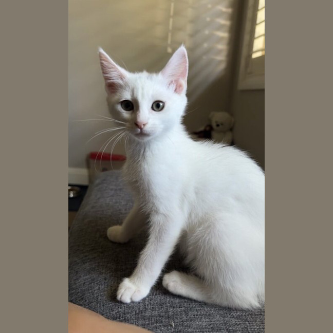 Photo of Marshmallow