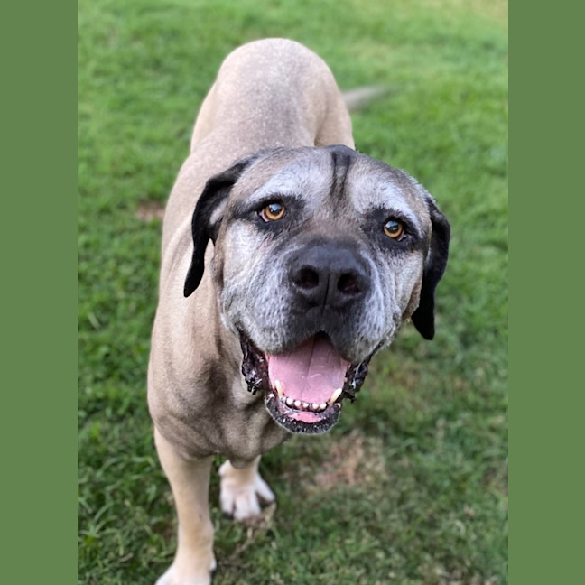 Photo of Bogie *$150 Adoption Fee*