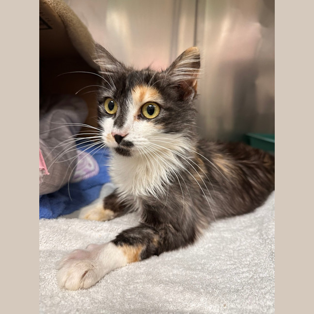 Photo of Delilah