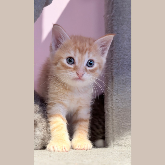 Photo of Purrcasso