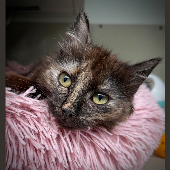 Photo of Hannah Montana