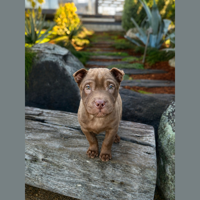 Photo of Dolly