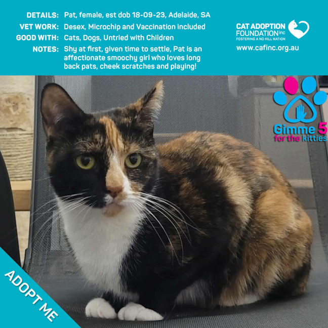 Photo of Pat Only $50 Limited Time!