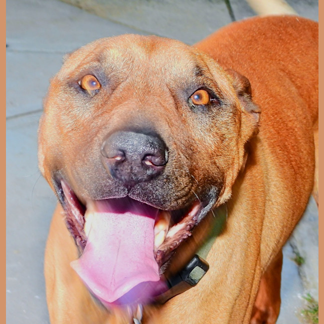 Photo of Lucy