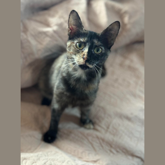 Photo of Stella
