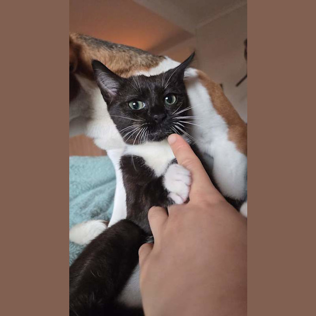 Photo of Clover