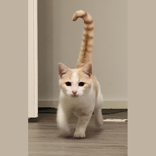 Photo of Nigella   Located In Bundoora