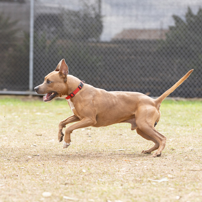 Photo of Boof