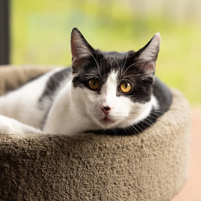 Photo of Basil   In Foster Care In Cranbourne